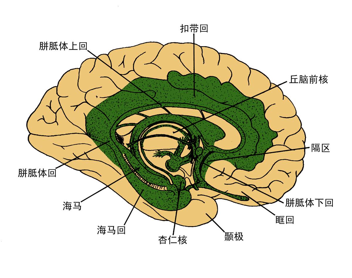 神经心理评估_神经心理评估的内容_评估神经心理障碍