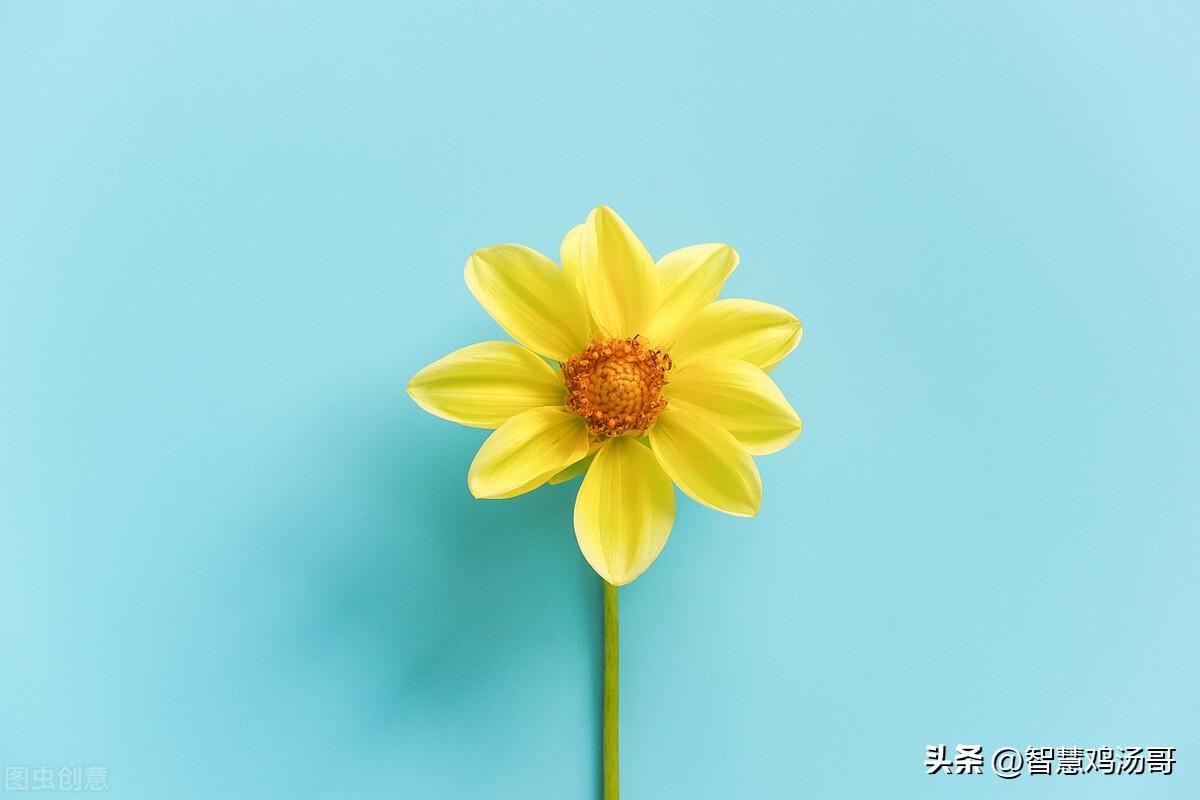 gift中文翻译_gifts怎么读_gift